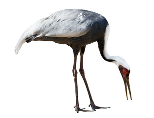 isolated white-naped crane © Alexander Potapov
