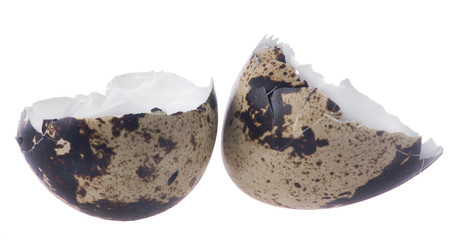 broken quail egg shell on white