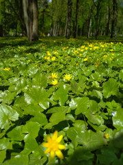 Green grass with yellow flowers in the summer park. Sunny spring forest vertical photo.