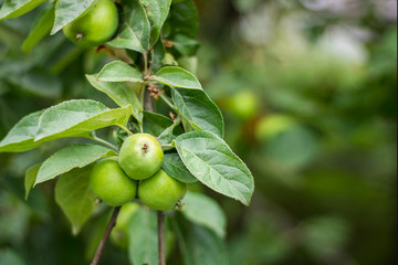 hobby, garden, gardening, plant, harvest, fruit, tree,