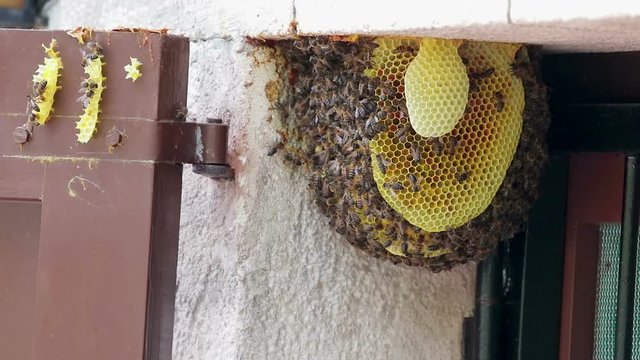 Bee colony on a door in a family house