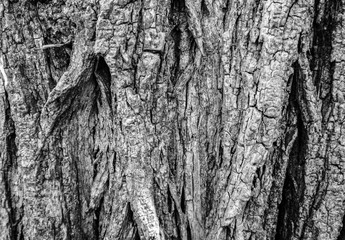 Fototapeta na wymiar Tree bark photo texture background.