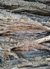 Tree bark photo texture background.