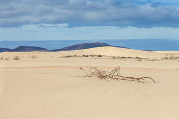 Fototapeta na wymiar Desert dunes landscape in Corralejo, Fuerteventura, Canary islands, Spain.