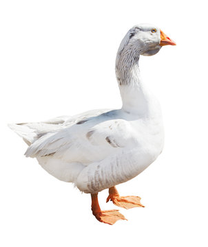 isolated on white light grey goose