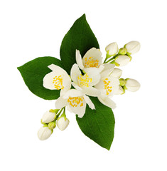 Jasmine flowers and leaves in floral arrangement