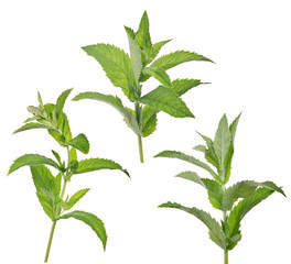 green isolated three branches of peppermint