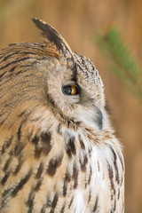 eagle-owl on brown background