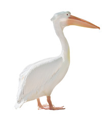 large standing pelican isolated on white