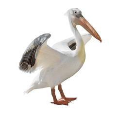 large pelican with open wings on white