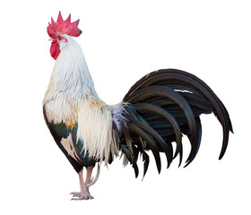 large light rooster with dark tail on white