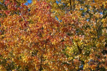 Autumn tree leaves