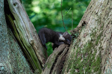 Pine marten baby in a tree in Denmark early morning