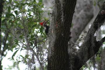 woodpecker