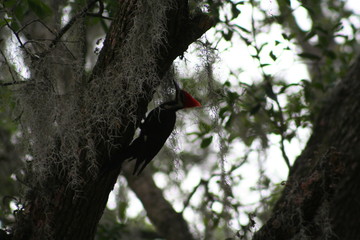 woodpecker