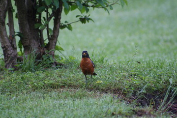 Bird