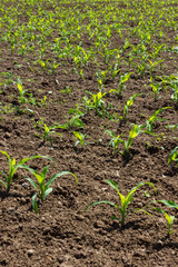 young maize field under blue sky