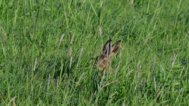 Young brown hare sitting in the meadow and look, spring, (lepus capensis)