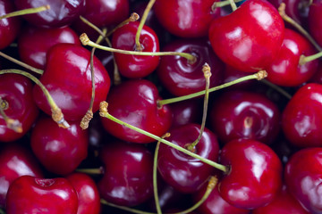 Close up of pile of ripe cherries with stalks and leaves.