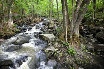 Forest stream, flowing water over rocks and green lush foliage