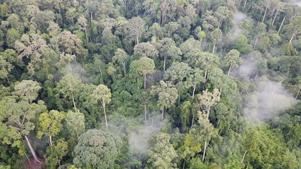 Obraz premium Rainforest in Borneo