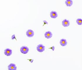 Floral pattern made of violet asters on white background. Flat lay. Top view.