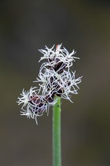 Softstem bulrush or grey club-rush, Scirpus validus © Henri Koskinen