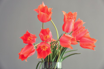 Vase with beautiful tulips on grey background