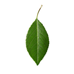 Cherry leaves, cherry leaf on a branch on a white background. Cherry leaf isolated