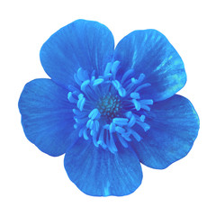 Wild flower blue buttercup, isolated on a white  background. Close-up. Element of design.
