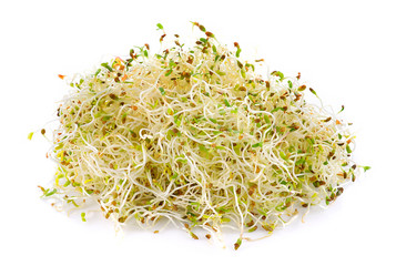 Alfalfa sprout isolated on white background