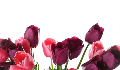 Fototapeta na wymiar Beautiful tulips on white background
