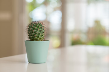 Decorative cactus on table with sunny bokeh background at home.