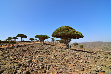 Fototapeta na wymiar Dragon blood trees, Socotra, Yemen