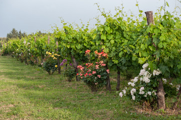 Bushes of roses in the vineyard: an ancient cultivation method for monitoring plant health and...