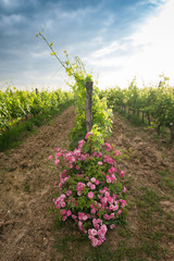 Bushes of roses in the vineyard: an ancient cultivation method for monitoring plant health and...