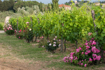 Fototapeta na wymiar Bushes of roses in the vineyard: an ancient cultivation method for monitoring plant health and prevent the development of pests and diseases.