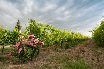 Bushes of roses in the vineyard: an ancient cultivation method for monitoring plant health and...