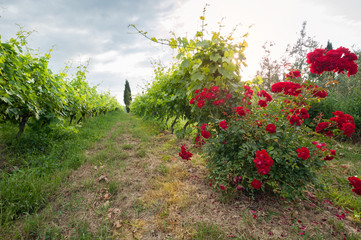 Bushes of roses in the vineyard: an ancient cultivation method for monitoring plant health and...