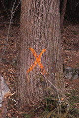 Orange cross sign spray paint for felling of a tree