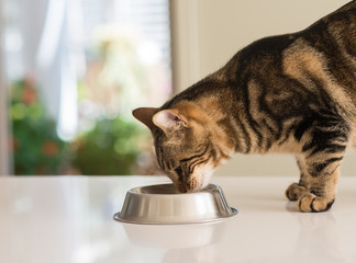 Mooie katachtige kat die op een metalen kom eet. Schattig huisdier.