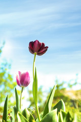 Beautiful blossoming tulips on sunny spring day outdoors