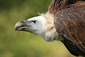 Wild vulture