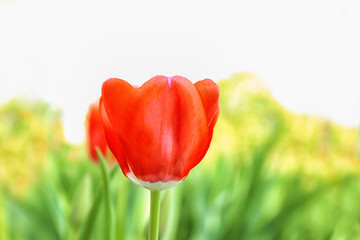 Obraz premium Beautiful blooming tulip on spring day outdoors