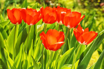 Beautiful blossoming tulips on sunny spring day outdoors