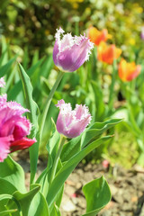 Beautiful blossoming tulips on sunny spring day outdoors