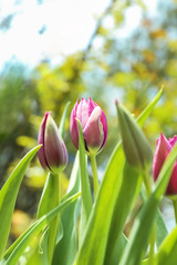 Beautiful blossoming tulips on sunny spring day outdoors