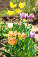 Beautiful blossoming tulips on sunny spring day outdoors
