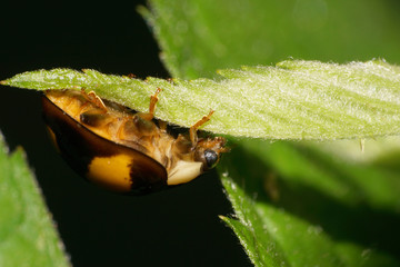 Macro of a dark Caucasian ladybug Harmonia axyridis under a leaf in the shade - obrazy, fototapety, plakaty