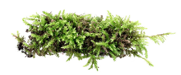 Green moss isolated on white background